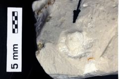 Foto (Detailansicht) von Cracensigillatus acutirostris (Moericke, 1889) (NHMW-GEO-1990-0041-0508)